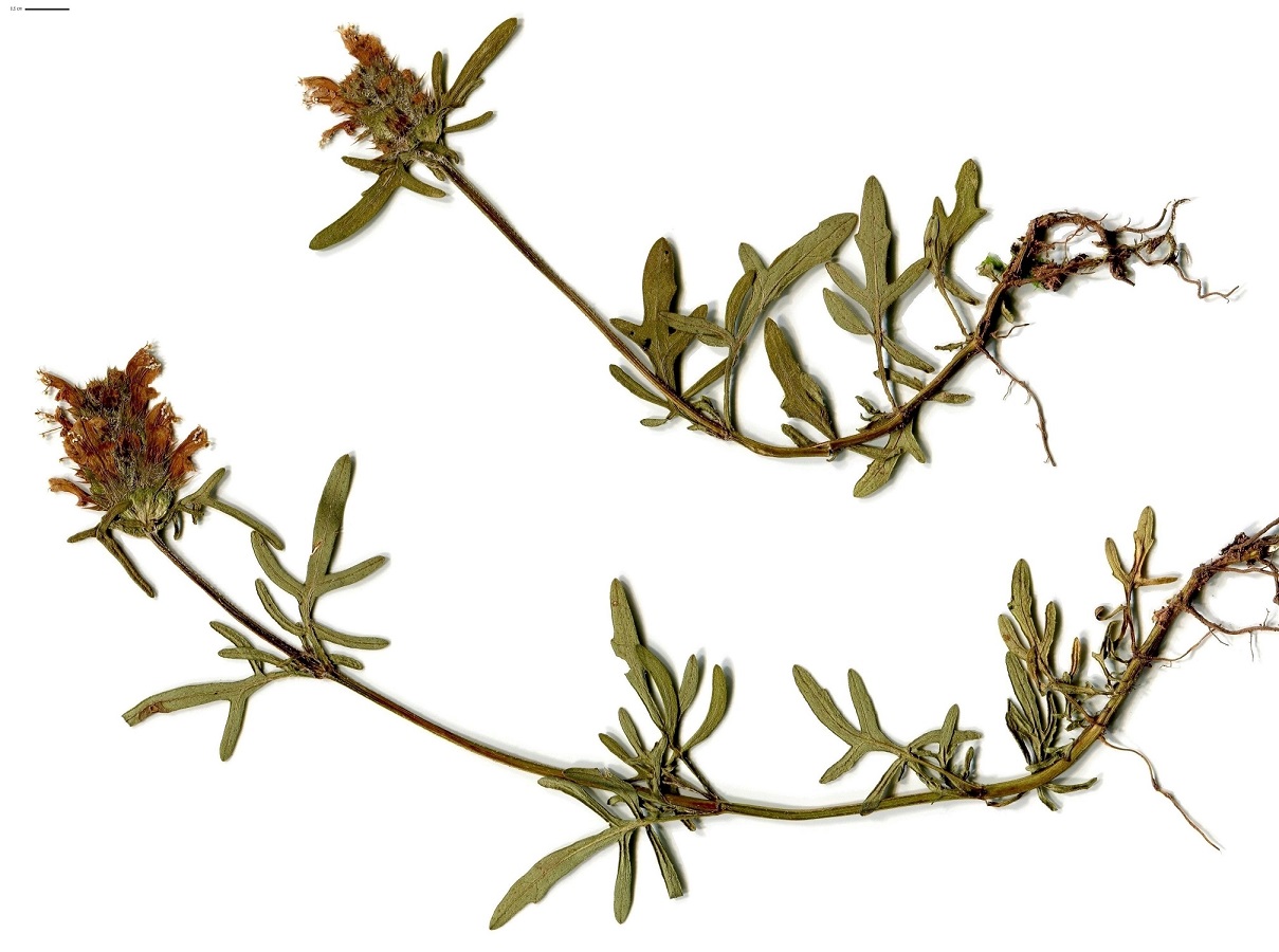 Prunella vulgaris var. pinnatifida f. alba (Lamiaceae)